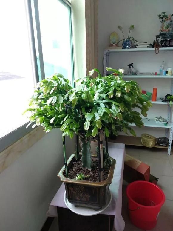 4种花现在还不能多浇水,少浇水反而长得旺,非常适合懒人盆栽