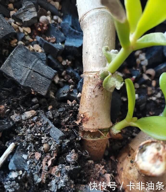 老桩|夏季养玉树,3步要做好,枝子粗叶子绿,越长越好看