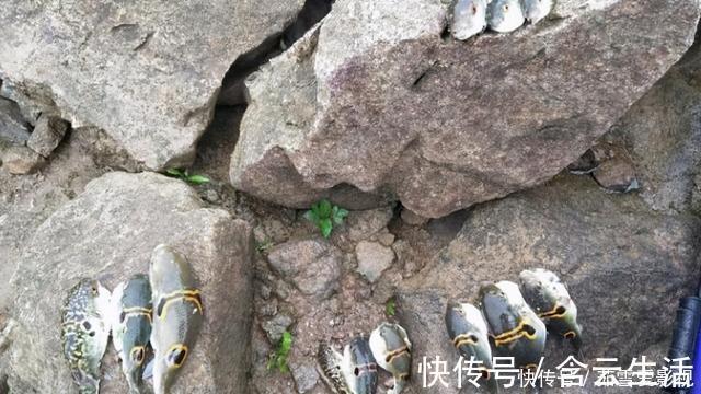 珠江出现大量河豚,半天能钓几十条,有胆大者想带回家吃,能行吗