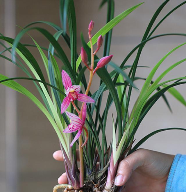 16种耐阴花,就算阳光不足,也能年年生长、开花