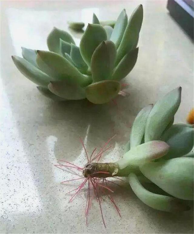 多肉越养越小,干瘪干枯看这里就知道了,这么做还“有救”