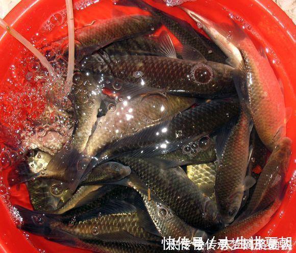 诱饵|农村小伙钓鱼就是狠,这样打窝,钓鱼钓到手发软