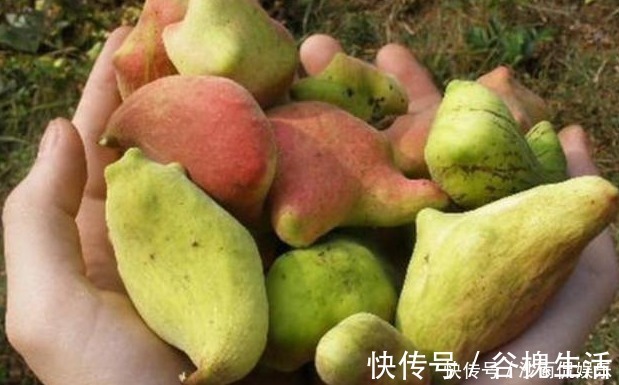 中药|一味中药治牙痛,不用吃,一涂就好,百治百效,妙不可言