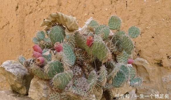 仙人掌|这个带刺植物结出来的果实居然可以吃，完全震惊！