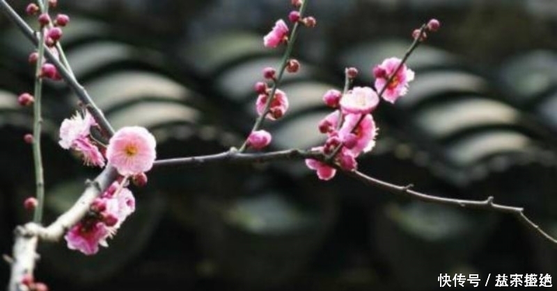 李商隐|李商隐最令人绝望的一首诗,开篇就是千古名句,最后一句神来之笔