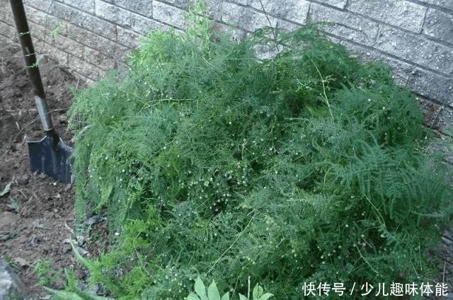 高手养文竹，开满了金花，还结了上百个小果子，这果子好吃吗！