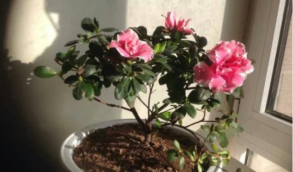 新人养花浇水，没掌握正确方法，别浇这3样“水”