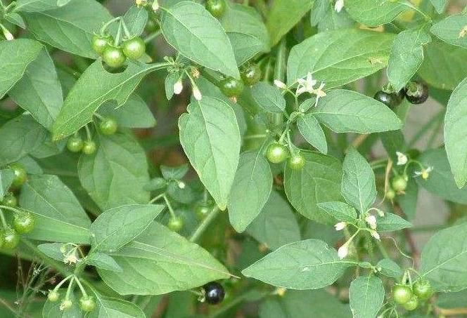 假性近视|龙葵虽不起眼，却浑身是宝，缓解近视，清热解毒消肿利尿