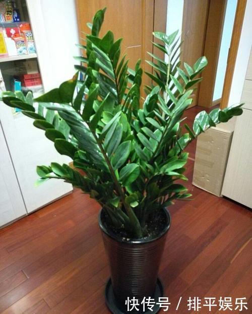 盆栽|居家养花，首选这3种，寓意美好观赏价值极高，是盆栽佳品！