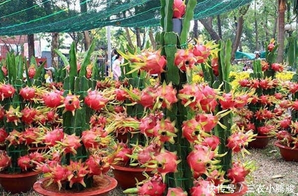 花多果|盆栽火龙果花多果多得这么管!