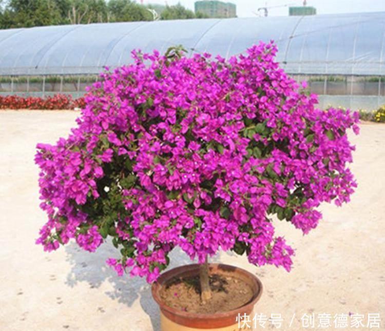 君子兰|养花不开花,原来是盆里缺了它,只加一点点,飞快开满花