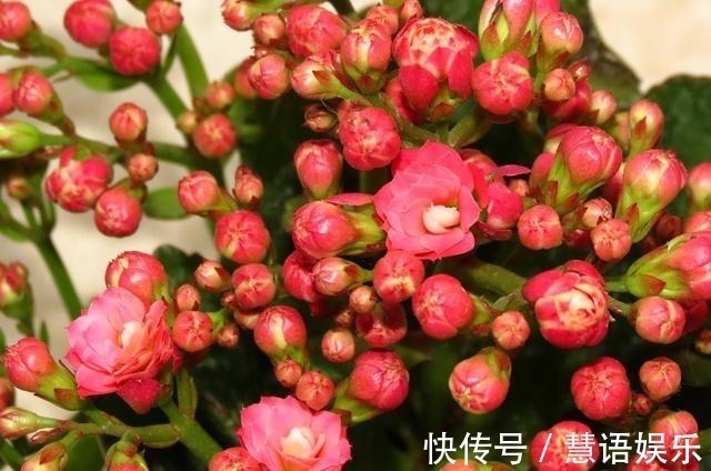 鱼腥水|长寿花无花苞，套个塑料袋，盆里浇点“特制水”，花苞长不停！