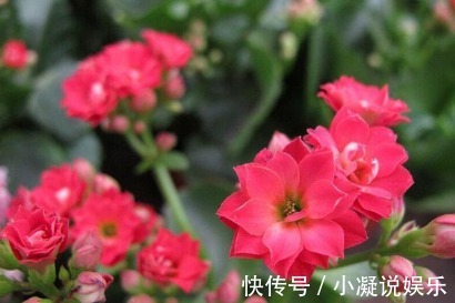 浇水|长寿花的养护绝招,这样养叶片长得比手掌还大!