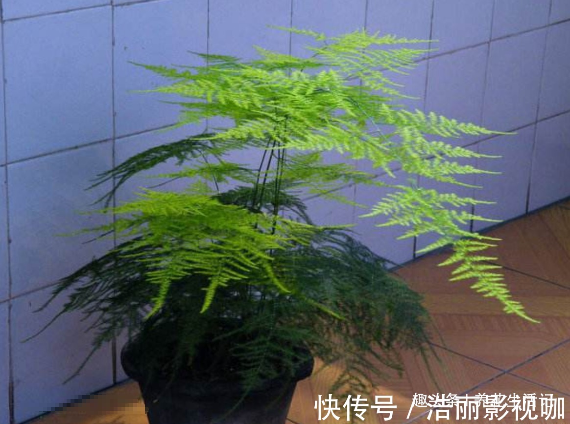 新芽|文竹枝叶枯黄，改善“3个”关键处，新芽萌发绿油油！