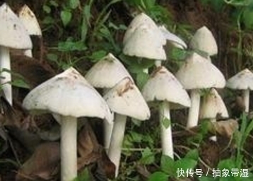 城里难以吃到的4大野菜,营养秒杀保健品,吃了是宝,不吃是草!