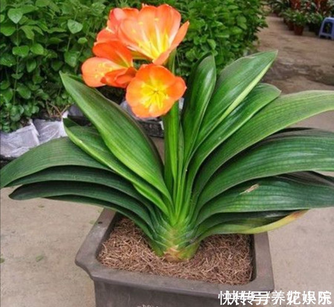 叶子|养君子兰,用3种“花土”,植株长得旺,叶子宽厚