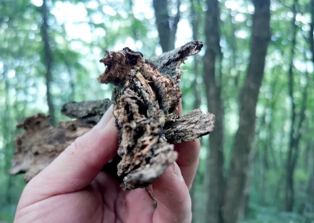 松树皮|比松树皮更好的兰花植料,生根快、发芽壮,更适合兰菌滋生