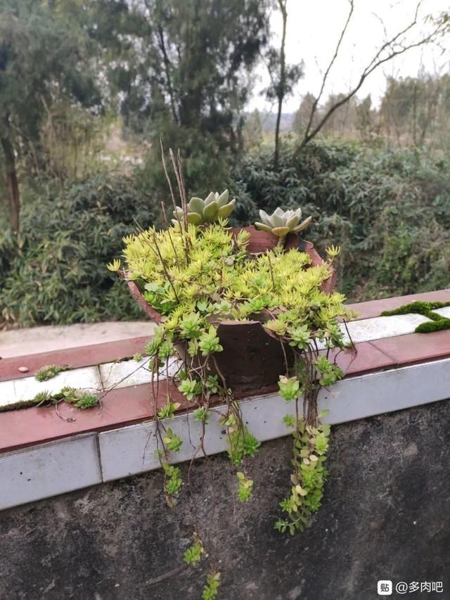 腌咸菜的坛子钻个孔,养花变成巨无霸,特美