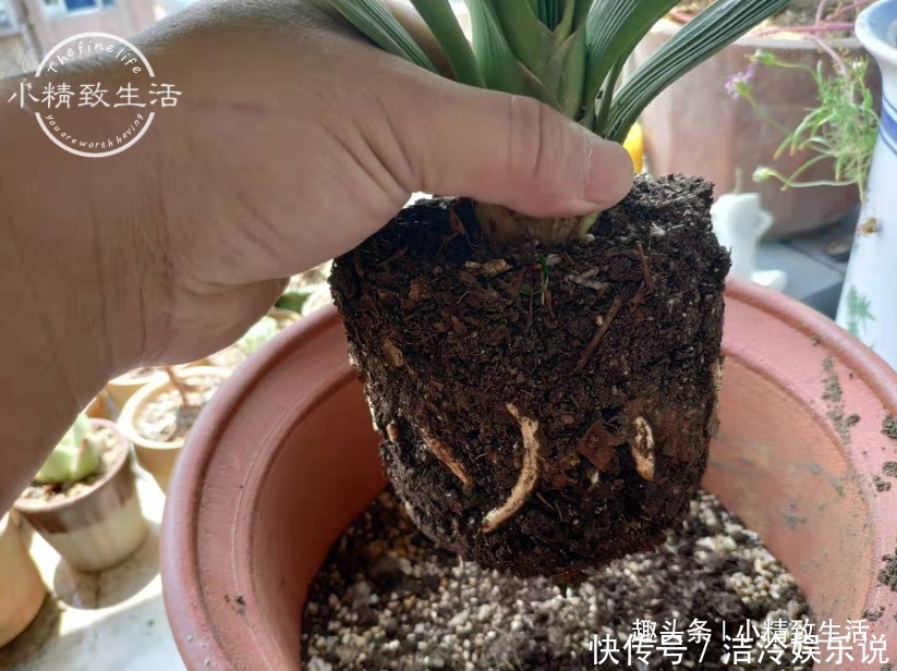 君子兰|1个小方法，让君子兰不再烂根，解决新手浇水难题，浇多了也不怕