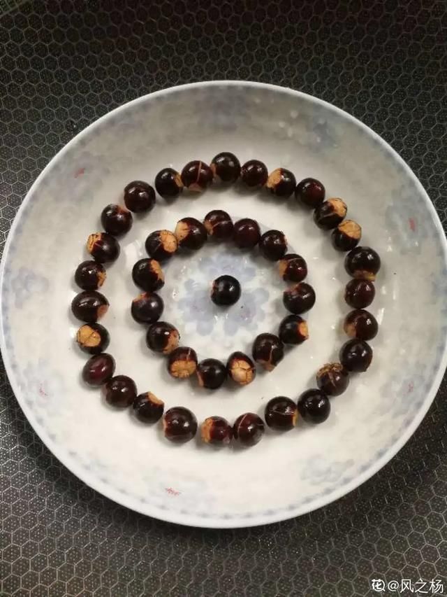 1粒花生丢水里,呼呼长成小森林,这艺术品给钱也不卖