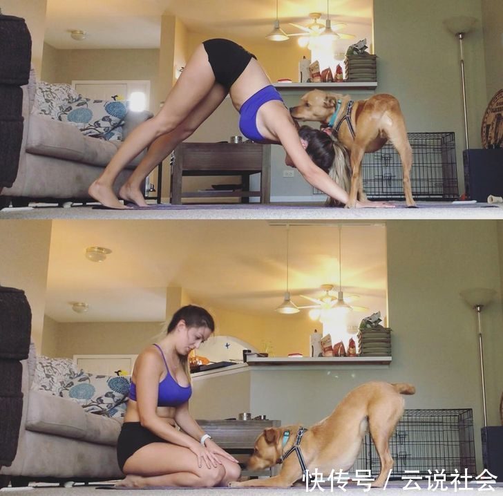 宠物|姿势比人类还专业?20个「宠物做瑜伽」的爆笑瞬间