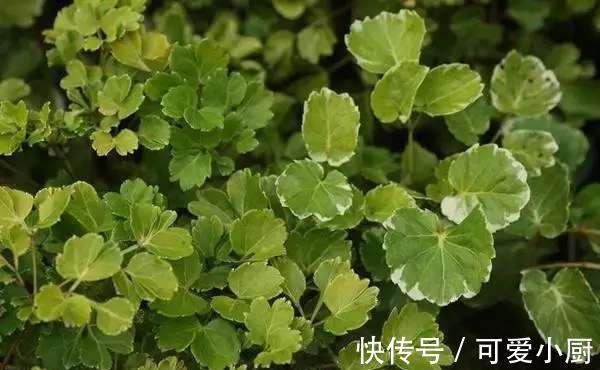 懒人养植的盆栽,一个月浇次水都没问题