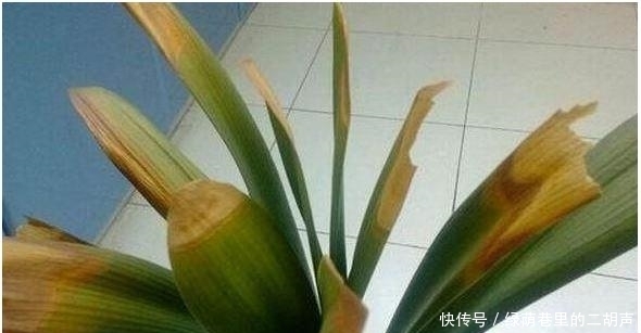 施肥|我把盆栽君子兰养成这样,好心疼,老婆只用3天将它变黑绿发亮!