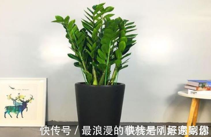 4种霸气侧漏的“丑绿植”,四季油绿寓意好,是家庭盆栽佳品