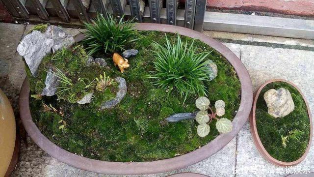 兰花少不了“苔藓”,快铺一层“水苔”,小嫩芽蹭蹭冒太喜人了