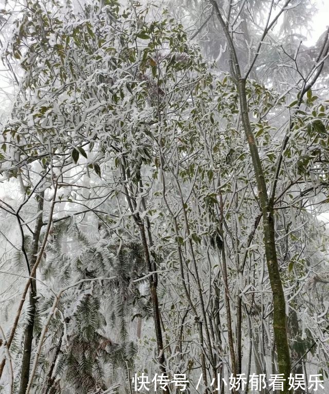 贵州|快看！贵州黔东南雷公山上处处银装素裹，风景美翻了……