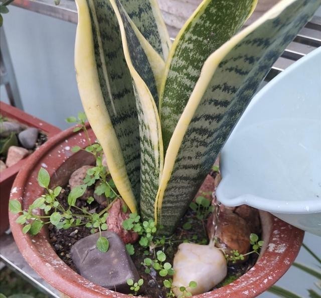 养护|2种常见的花卉,养护起来简单省心,摆放在家里漂亮又美观