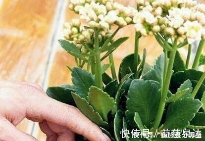 想要长寿|想要长寿多开花,盆里10天扔个“它”,花苞蹭蹭窜,不管也爆盆