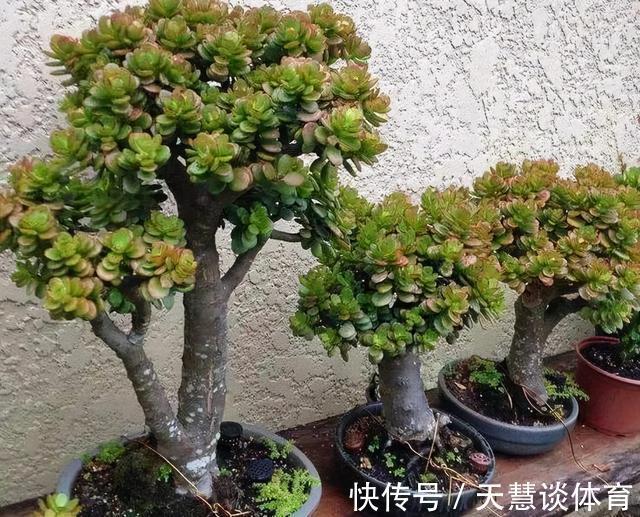 干养|天气冷,六种花要“干养”,少水多晒才健壮,养成老桩更旺家