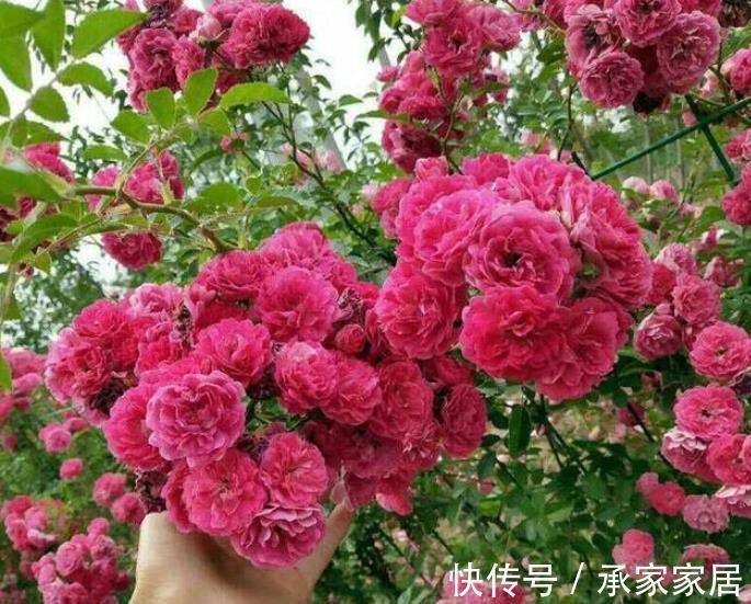花卉|家门口有块空地，种上1种小红花，颜色艳丽香味浓郁，开出花海