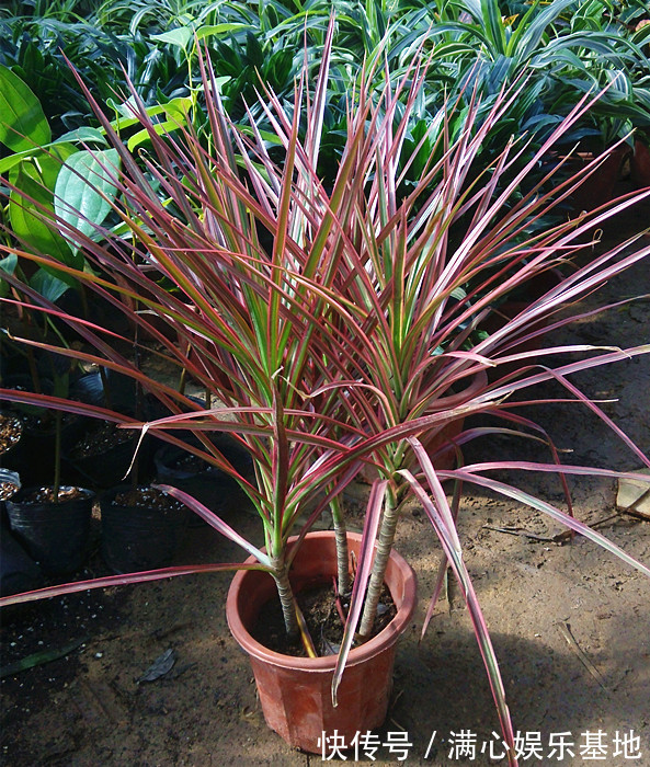 寓意|5种“丑花”,寓意却大,富贵又威武,再丑也要养一盆