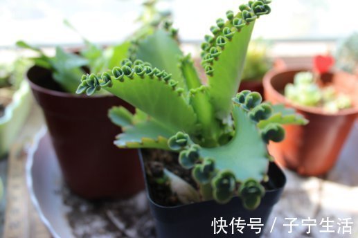 最好养的这些多肉植物，越懒越心动，养开后肉嘟嘟的可爱