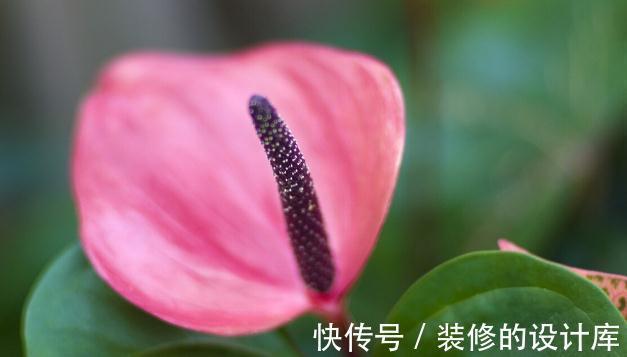 和节日很搭的8种花,花期都超长,养在室内也能美200天