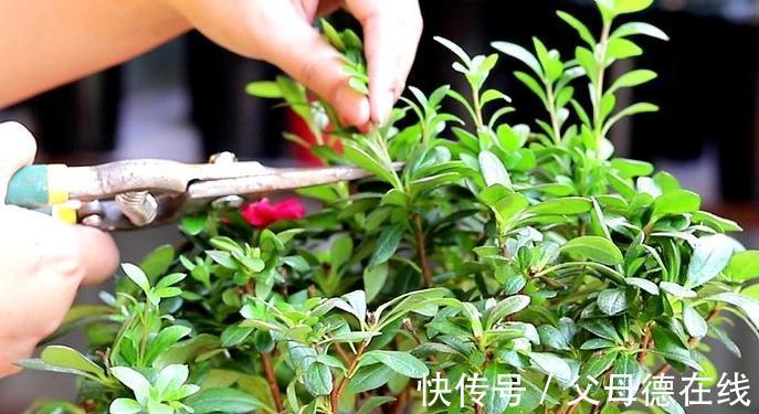杜鹃花又黄叶了吗，这款杜鹃一年能开100天新手也能轻松养爆盆
