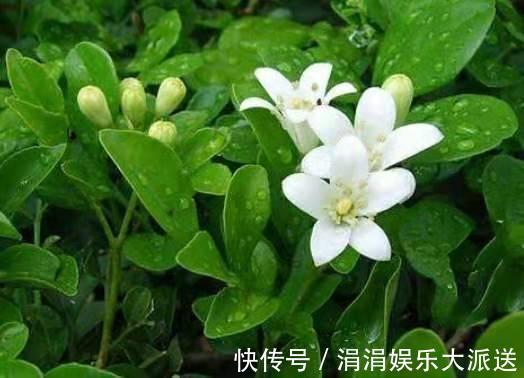 满屋|此花香气袭人,放阳台、放卧室、放卫生间,放哪儿都会满屋飘香!