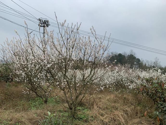 綦江花开枝头春来到 李花绽放花枝俏