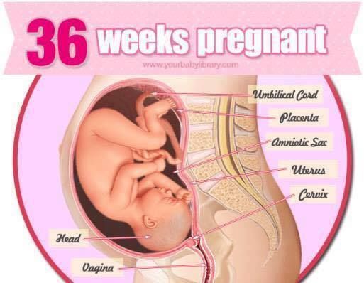 怀孕|初哆咪育儿：1-38周内孕妈和胎儿发育全过程中