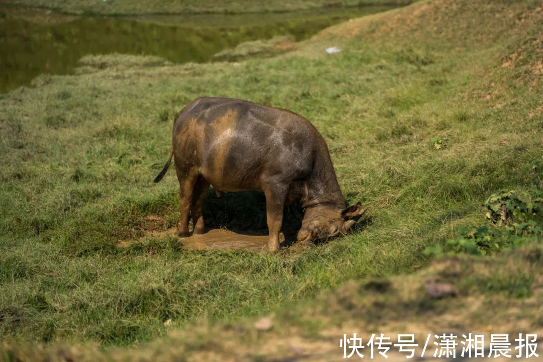 河床|堪称“小内蒙”，长沙这片草原太出片了！离市区只要45分钟