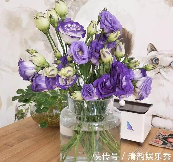 室内养花,盆栽首选懒人花,这4款适应性强、花期长、花量还大