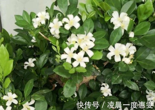 花友|种在阳台的九里香,既能净化空气环境,又能满屋飘香