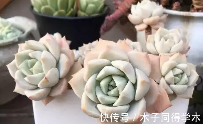 叶片|追求颜值、性价比,养多肉就选普货白牡丹,打理、扦插不费劲