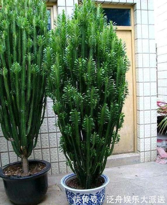 盆栽|这4款绿植可镇宅辟邪、美化庭院，有钱人盆栽首选，好看又好养