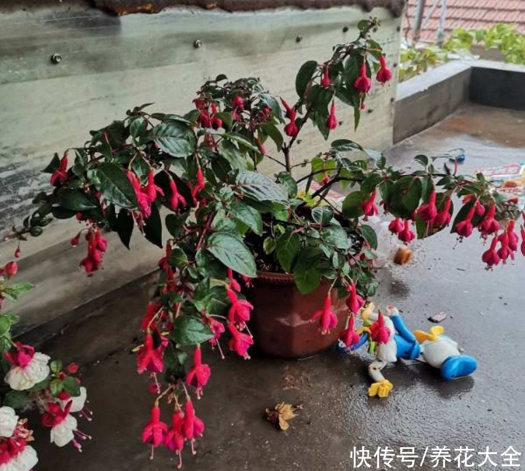 仙人球|9种花最怕下雨天，一淋雨就死，太心疼了
