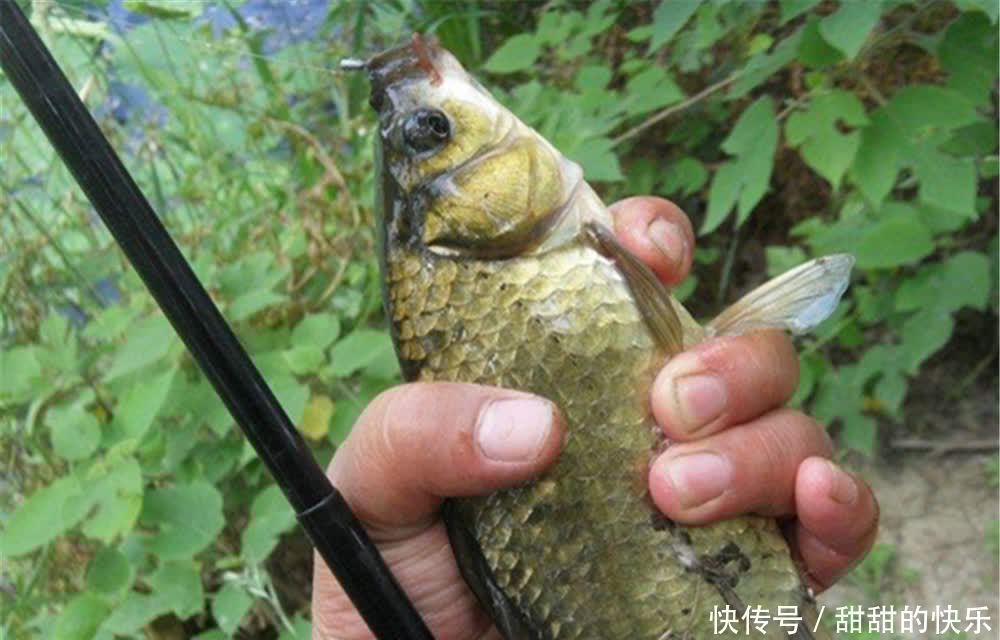 朝天钩的绑法和调漂技巧,春季野钓大板鲫,效果不要太好!