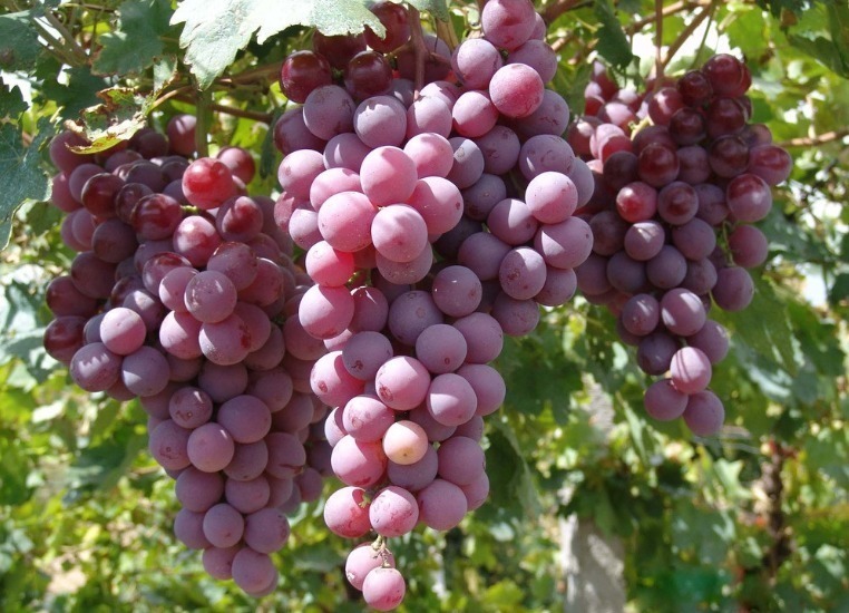 补充营养|吃完葡萄一小时内,别碰此3种食物,对身体不好,记得告诉家人