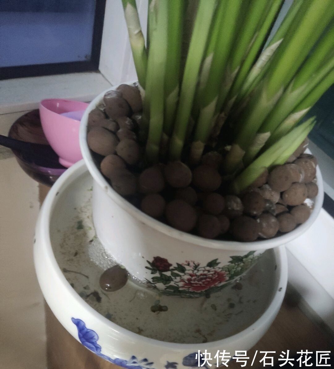 白掌|北方家里“干燥”?冬天养上3种植物,房子湿润、空气好